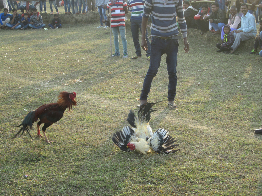 চিত্র ২. পৌষ সংক্রান্তির মেলায় মোরগ লড়াই দেখতে মানুষের ভিড়। (সৌজন্যে: সোহম দাস)