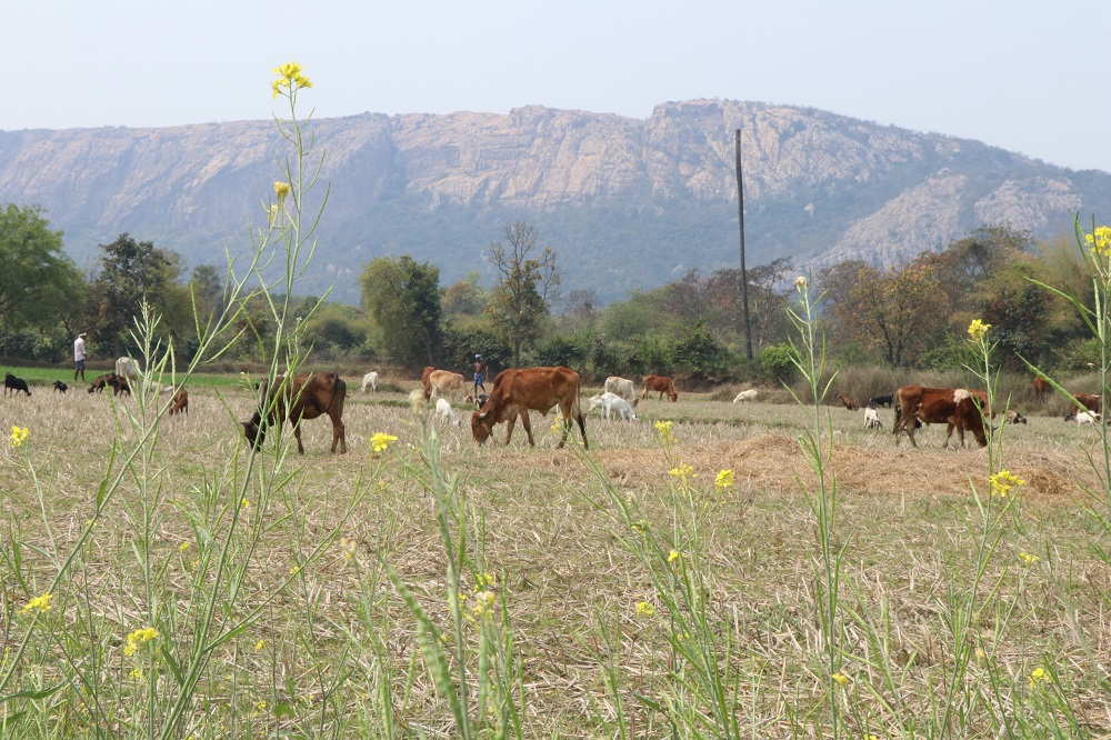 कबरा पहाड़, जिला-रायगढ़, छत्तीसगढ़