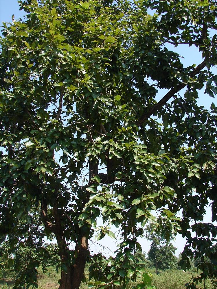 Sargi Tree