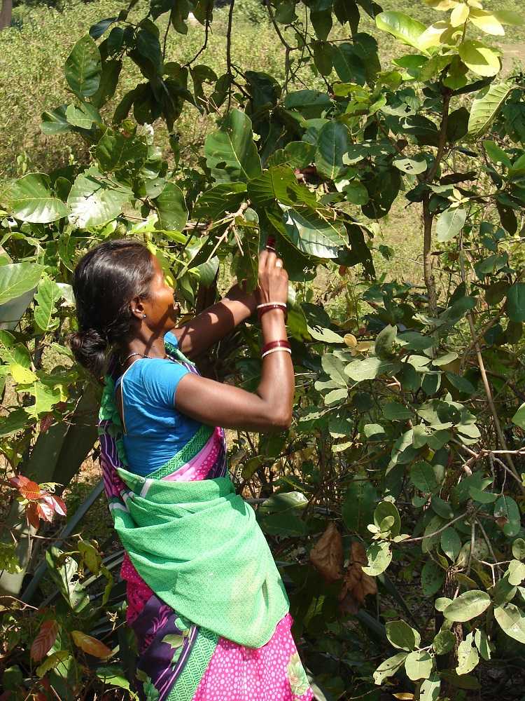 Woman plucking leaves from Sargi Tree