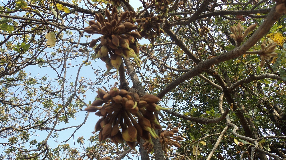 Mahua Tree