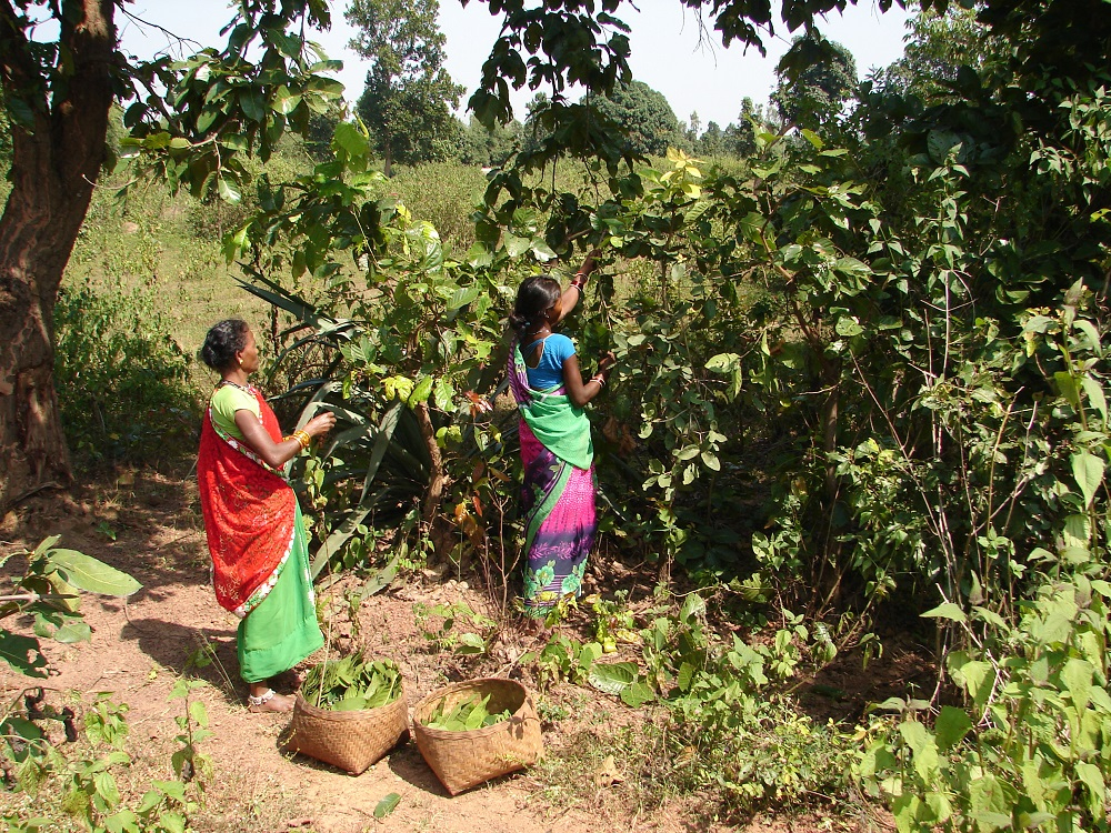 Women with their leaf Collection