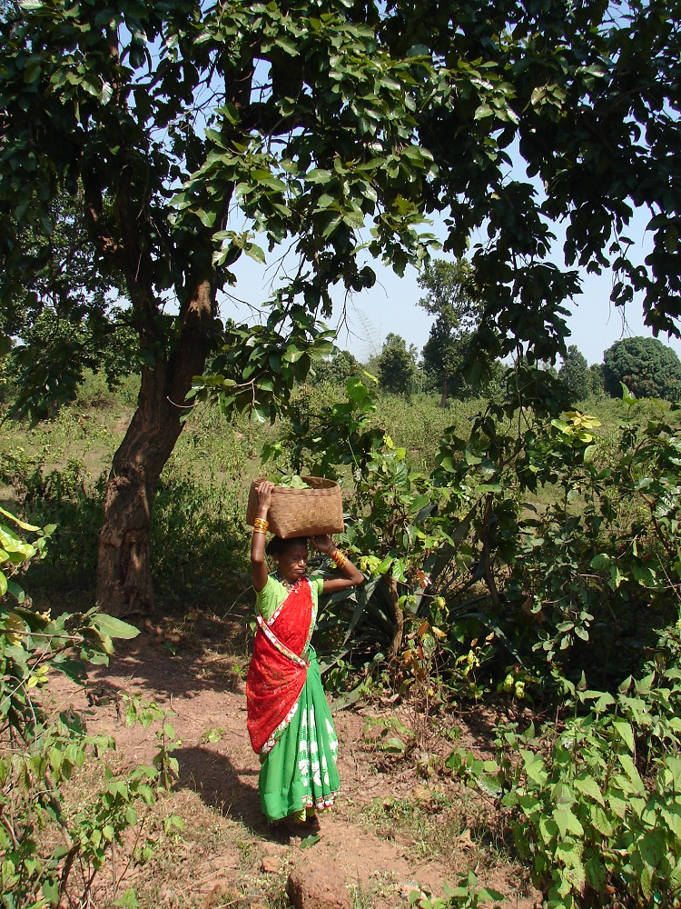 Woman carrying leaves in a basket