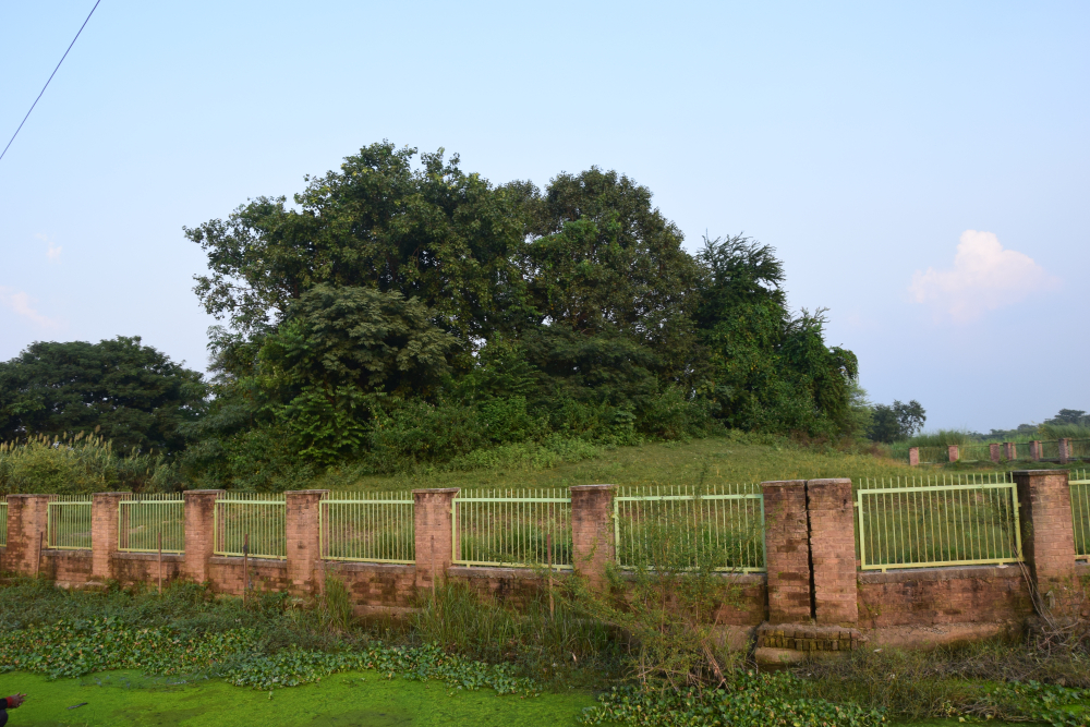 चित्र ८. पश्चिमी चम्पारण के लौरिया नंदन स्थित अशोक स्तंभ के क़रीब मौजूद टीला (फोटो : अफ़रोज़ आलम साहिल, अक्टूबर, 2019) 