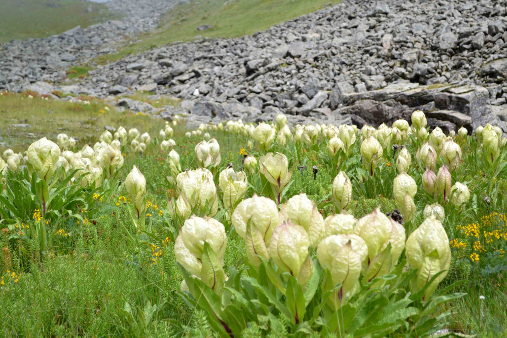 Fig.8.उच्च हिमालयी क्षेत्र में ब्रह्मकमल की नैसर्गिक वाटिका| सौजन्य:देवेंद्र नेगी एवं लक्ष्मण सिंह