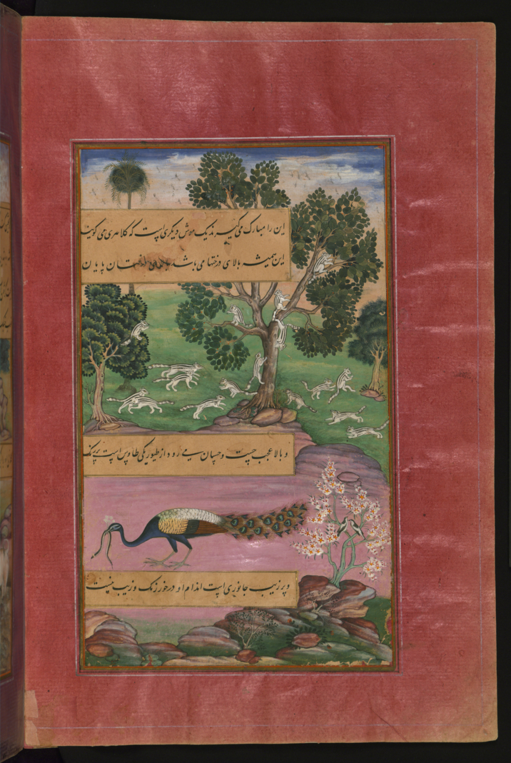 Animals and Birds of Hindustan - Squirrels and Peacock, from the Baburnama (Book of Babur), Photo: The Walters Art Museum