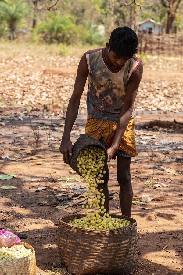 Collecting Mahua flowers in Bastar. Photo credit Anzaar Nabi