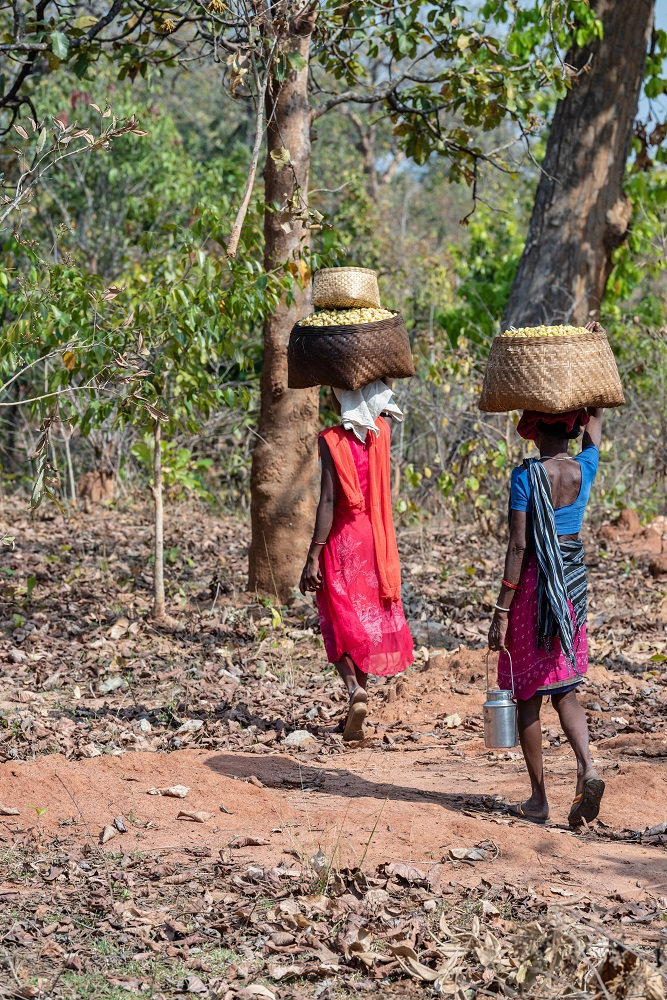 Women Carrying their Mahua Collection Home