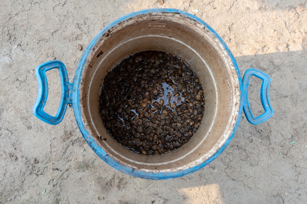 Making Alcohol from Mahua