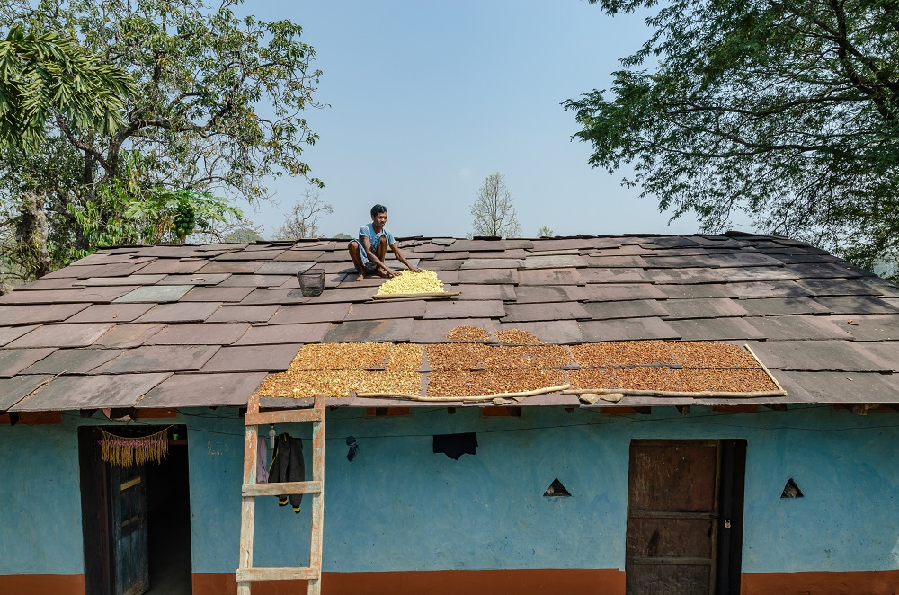A Man Drying Mahua Flowers on his Roof