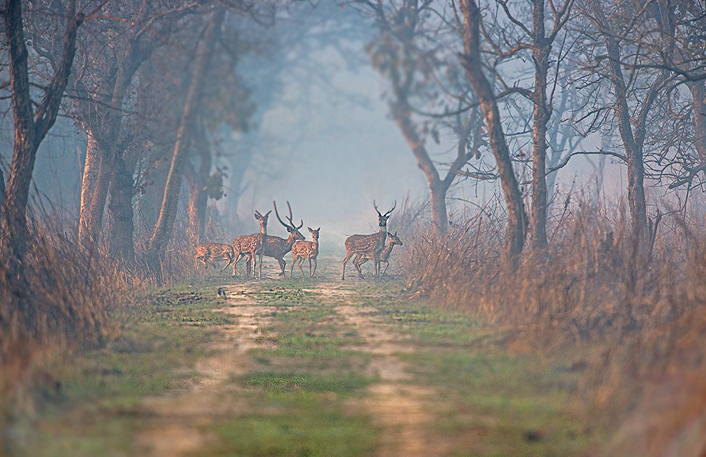 Dudhwa National Park. (Picture Credits: Wikimedia Commons)
