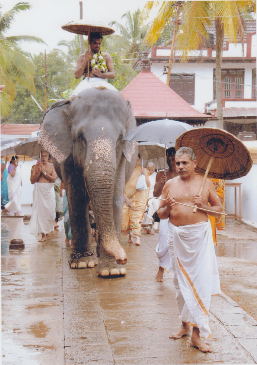 Elephant is used for Seeveli, a daily temple ritual