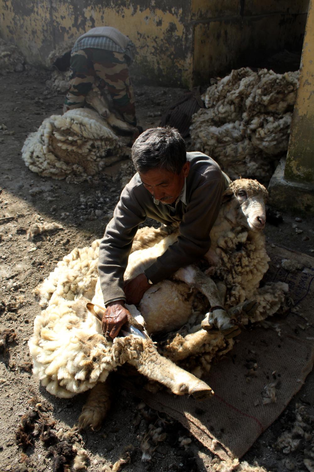 Fig 5: An elderly sheep shearer of the Jadh Bhotiya Community using a traditional tool called chambaa for his work 
