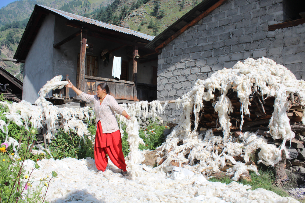 Fig 6: A woman drying the sheared and washed wool in her courtyard