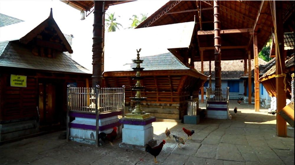Roosters freely wandering about the Pazhayannur temple, Thrissur. Image Courtesy: Sudheer Kailas.