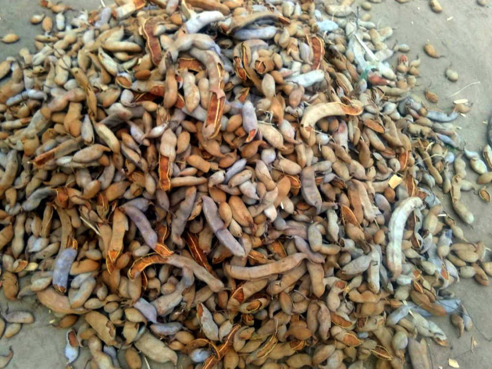 A mound of tamarind pods collected together,  Bastar. 