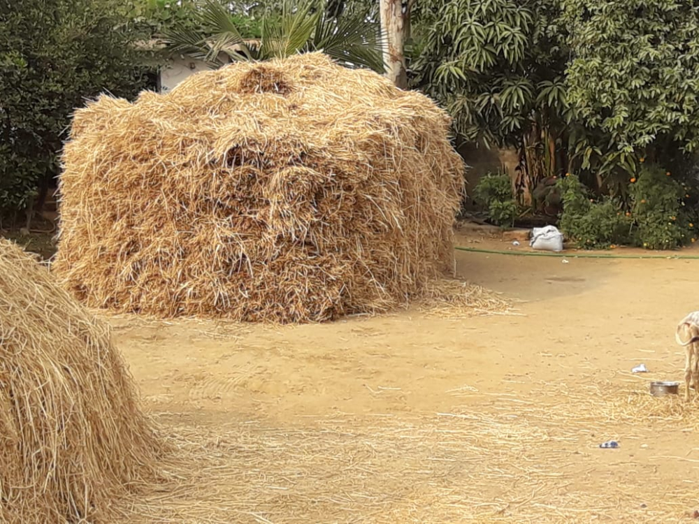 Puwal, stack of dried rice stalks 