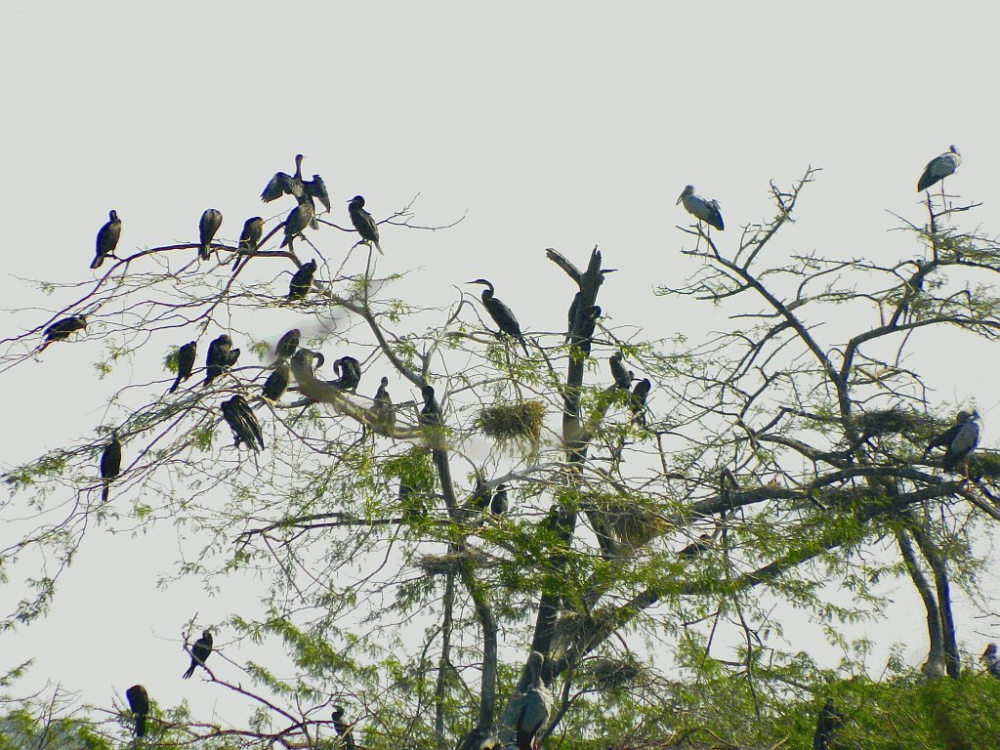 Nawabganj Bird Sanctuary. (Picture Credits: Wikimedia Commons)