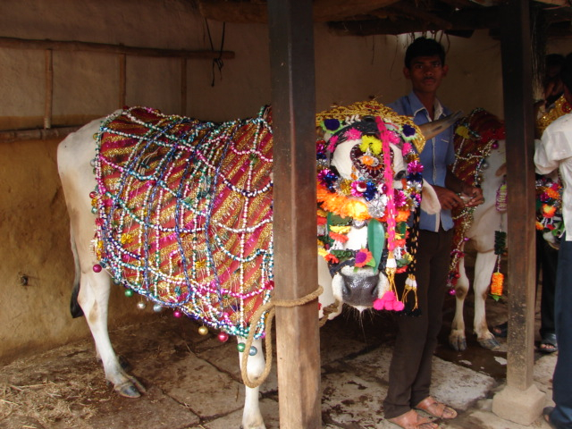 Pola Festival, Ox, Chhatisgarh, Harvest Festival of India