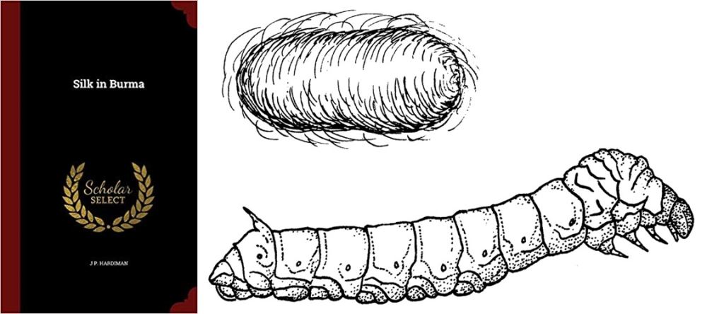 Silk in Burma book - Silkworm and cocoon, Photo Courtesy: Pearson Scott Foresman [Public domain]