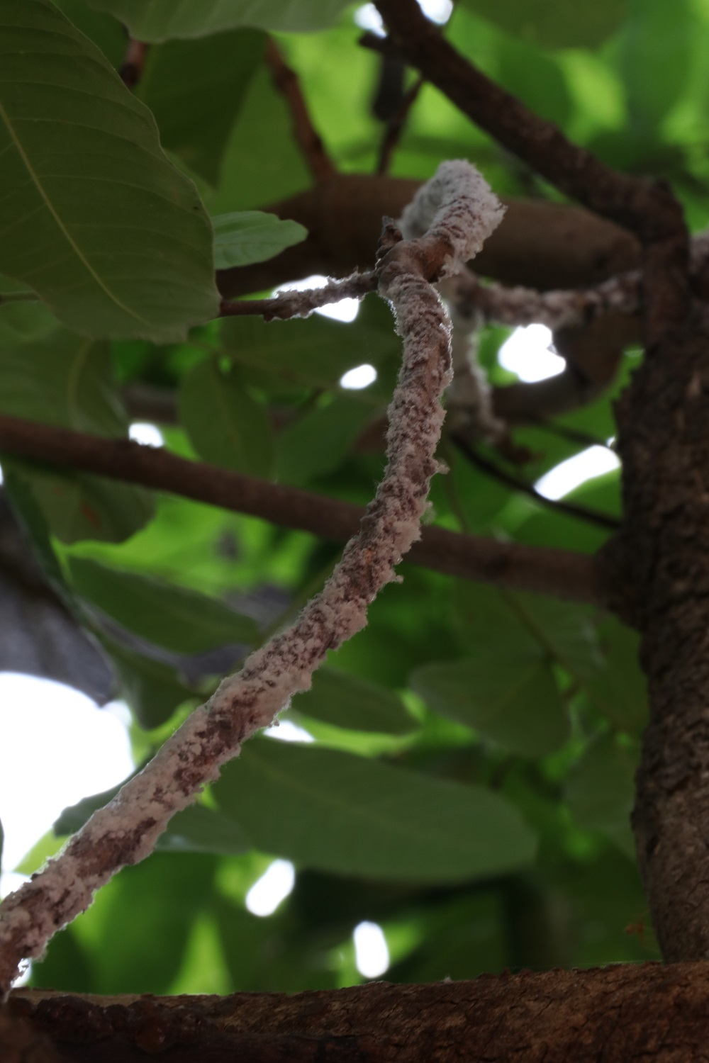 Early Encrustation on a Kusum Tree