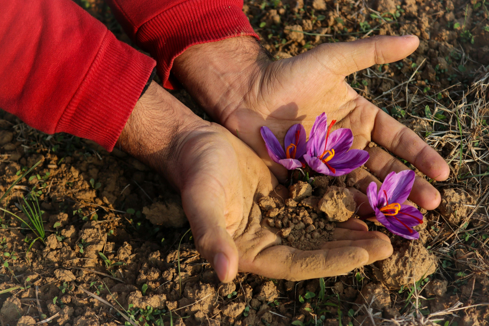 Saffron flower
