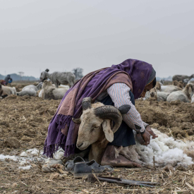 Each adult sheep is sheared three times a year—before the monsoon, during autumn and in spring. 