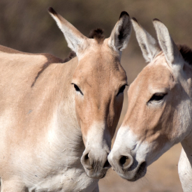 Indian Wild Ass Sanctuary is the only region in India where the Indian Wild Ass still live in the wild. 