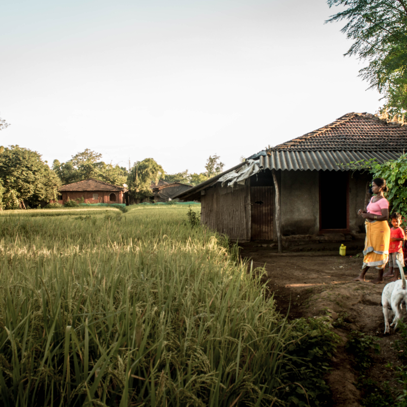 The quaint hamlets of Palghar district are homes to the Warli tribe who have evolved their dwellings and their lifestyles in harmony with their surrounding environment. Said to be exclusive hunters and gatherers prior to the British rule while being dependent on their surrounding forests, the Warlis are now primarily agro-pasturers cultivating rice, ragi, toor, etc., and rearing cattle and goats. (Courtesy: Namrata Toraskar)