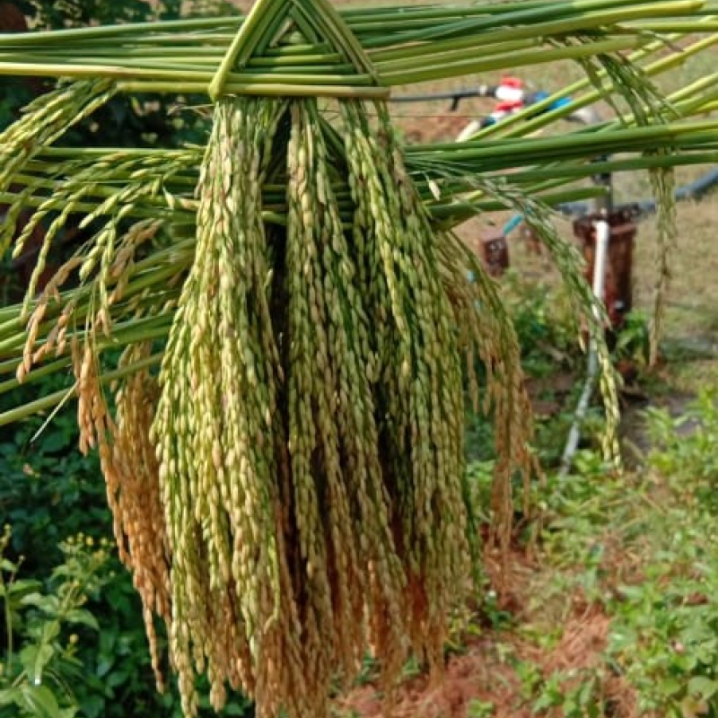 Chandwa-Konkai: artifact made by weaving rice stalks 