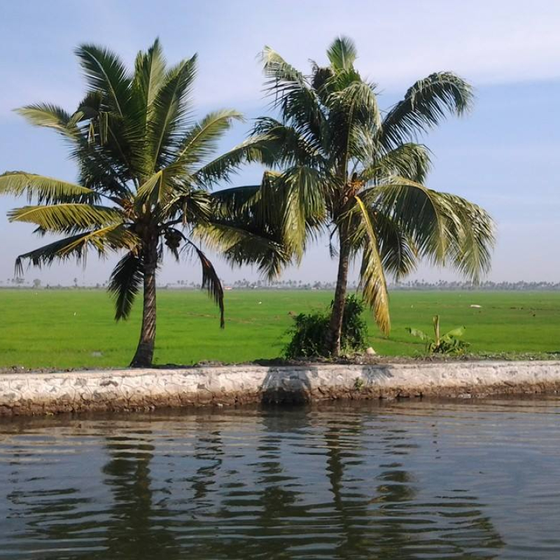 Backwaters and paddy fields in Kuttanad (Courtesy: Wikimedia Commons)