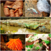  Aquarium Fish Cultivation and Trade in West Bengal